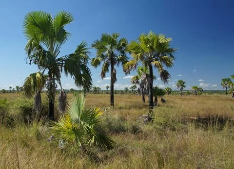 Star Cabbage Palm Tree Foto stock