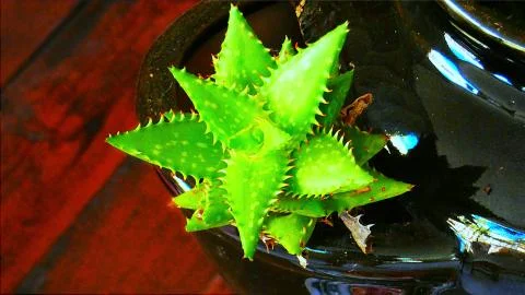 Star Cactus Stock Photos