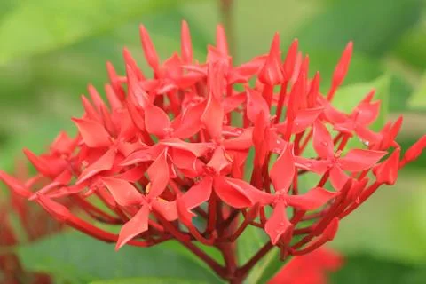 Star Cluster flower Stock Photos
