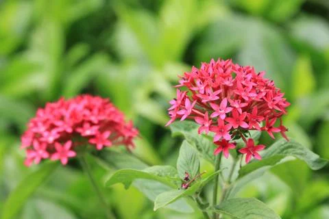 Star Cluster flowers Stock Photos