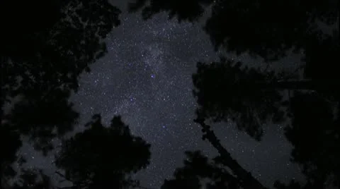 Star dust through trees Vídeo Stock 22013629
