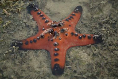 Star fish 2 Stock Photos