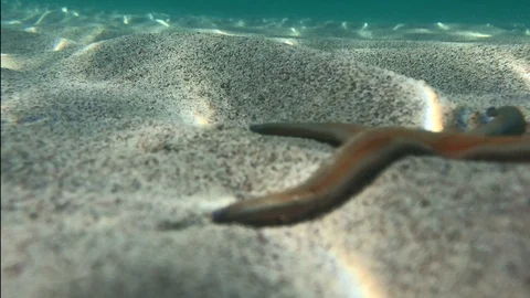 Star fish and light rays moving underwater Stock-Footage 82166877
