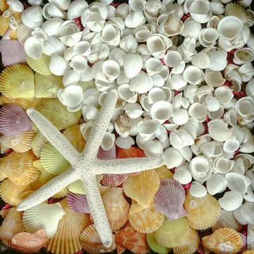Star fish and shell background Stock Photos