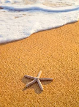Star fish on the beach Stock Photos