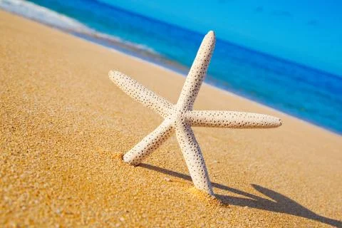 Star fish on the beach Stock Photos