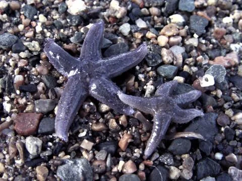Star fish in beach Stock Photos