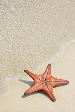 Star fish on the beach Stock Photos
