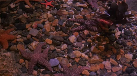 Star fish in clear water Stock Footage 62481293