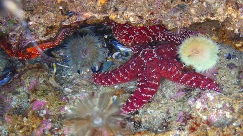 Star Fish Stock Footage 150279681