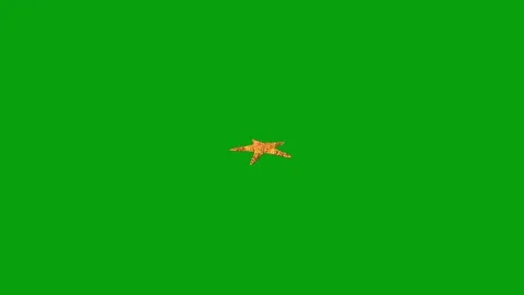 Star fish motion graphics with green screen background Stock Footage 250950163