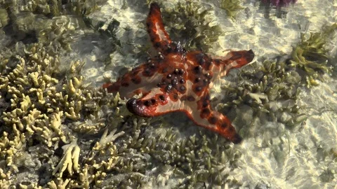 Star fish moving on the reef. Stock Footage 106452989