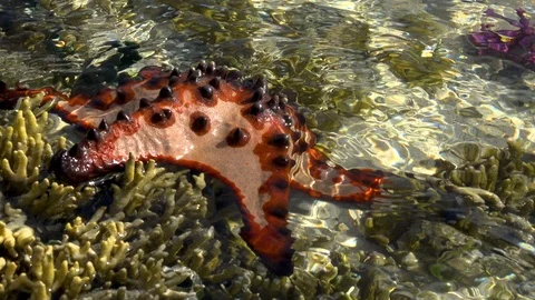 Star fish moving on the reef1. Stock Footage 106453865