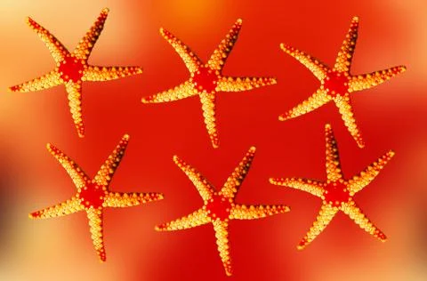 Star Fish Pattern Stock Photos