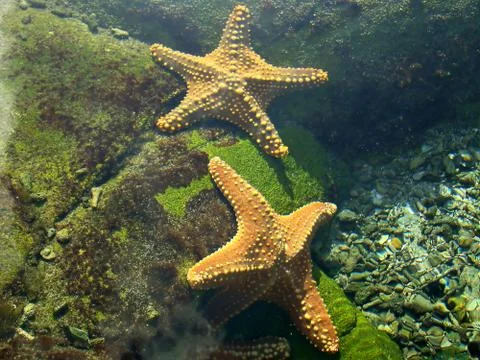 Star Fish Stock-Fotos