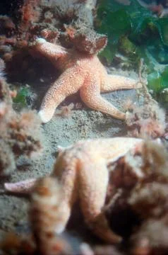 Star fish Stock Photos