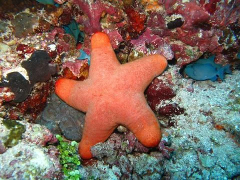 Star fish Stock Photos