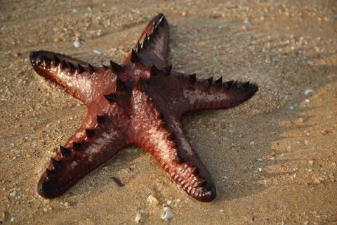 Star fish Stock Photos
