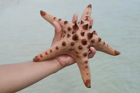 Star fish Stock-Fotos