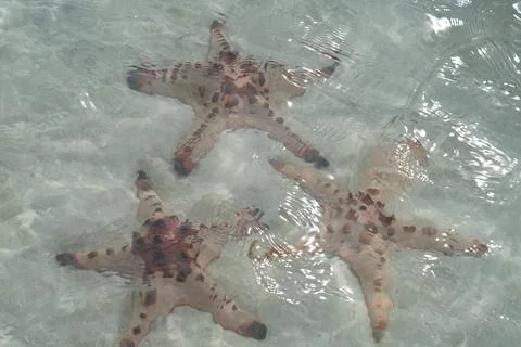 Star fish Stock-Fotos