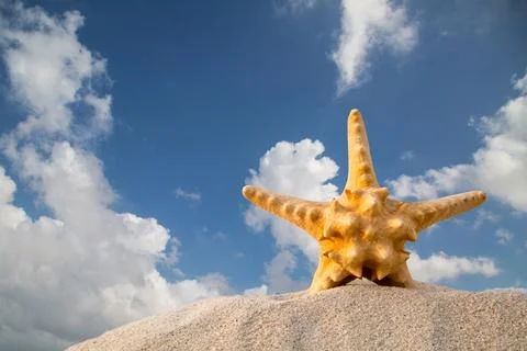 Star fish Stockfoto's