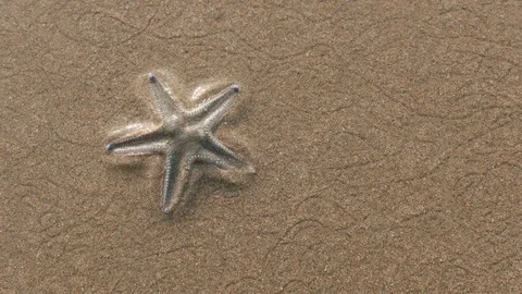 Star Fish On The Sand Beach Stock-Footage 82296222