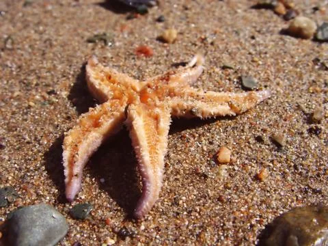 Star fish on sand Stock Photos