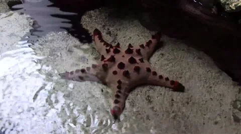 Star Fish in shallow water 스톡 동영상 52026977