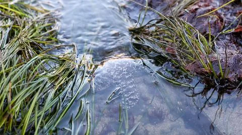 Star fish in tidal pool Stock Photos