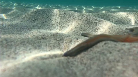 Star Fish Underwater Stock-Footage 82164940