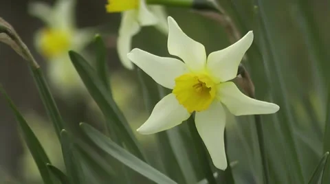 Star Flower Easter Daffodil Flowers Blowing in Gentle Spring Breeze Stock-Footage 50315557