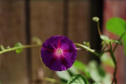 Star flower Stock Photos