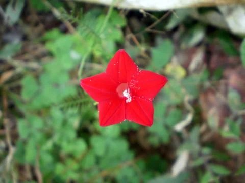 Star Flower Photos
