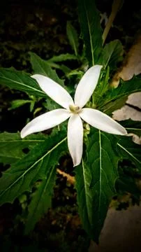 Star flower Stock Photos