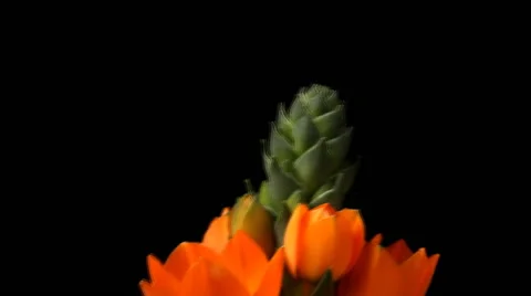Star Flower Time-lapse Stock Footage 61774098