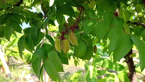 Star fruit child Stock Footage 275644320