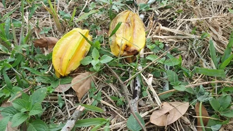Star fruit fell on the ground Stock Footage 340661861