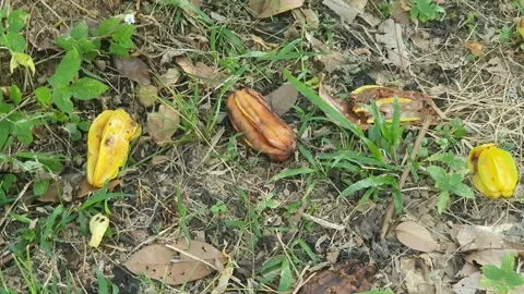 Star fruit fell on the ground Stock-Footage 340692068