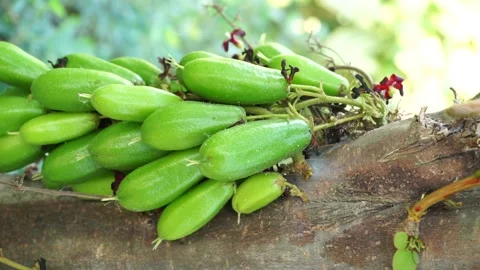 Star fruit Stock Footage 218832023