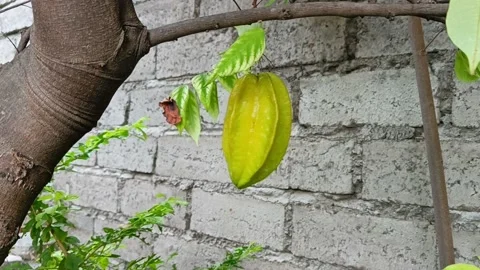 Star fruit Stock Footage 220646571