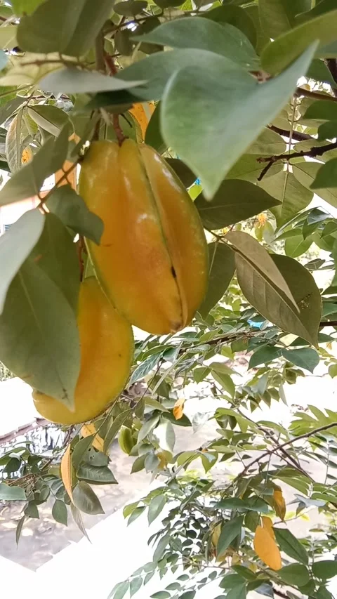 Star fruit Video stock 221387528