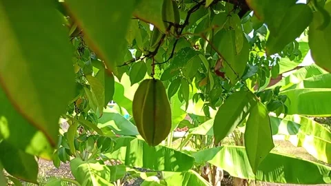Star fruit Stock Footage 275644352