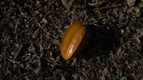Star fruit in the garden. Stock Footage 254931876