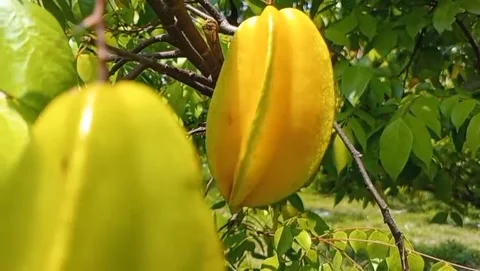 Star fruit grows on branched branches. Video stock 332056031