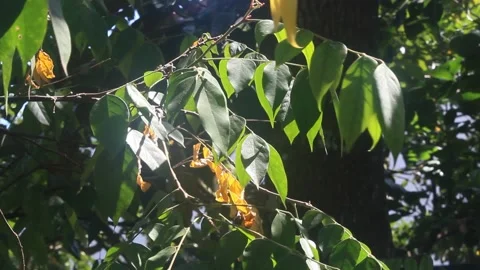 Star fruit leaves Stock Footage 202134645