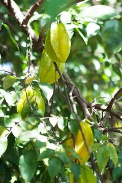 Star fruit Stock Photos