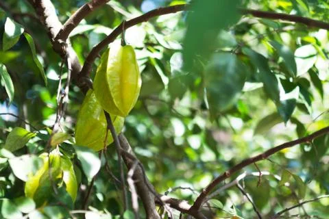 Star fruit Stock Photos