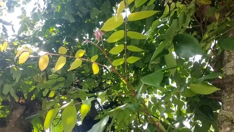 Star fruit Ripe Stock Footage 328451401