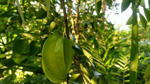 Star fruit that is still fresh Stock Footage 290100497