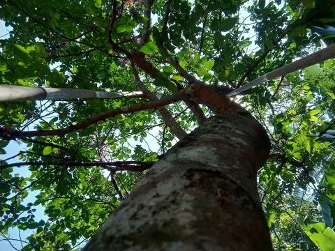 Star fruit tree from a bottom perspective. Фото